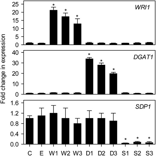 Analysis of WRI1, DGAT1, and SDP1 expression in developing seeds of transgenic lines. The values are means ± se of measurements taken using quantitative reverse transcription-PCR on developing siliques from four plants of each genotype and are expressed as a proportion of the wild type. 18S expression was used as a control for normalization. Asterisks denote statistically significant differences from the wild type (lsd test), where significant differences between genotypes were detected (F test). C is the wild type, E is an empty vector control, and W, D, and S are independent homozygous T3 lines expressing the WRI1, DGAT1, and RNAi SDP1 transgenes.