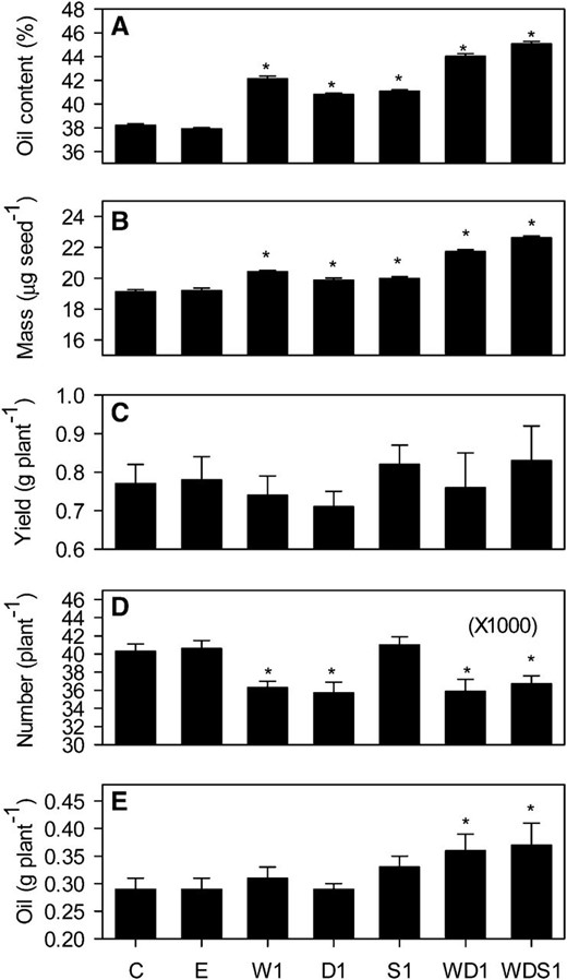 Individual and combined effects of altering WRI1, DGAT1, and SDP1 expression on seed percentage oil content (A), average seed mass (B), seed yield (C), seed number (D), and oil yield (E). Values are means ± se of measurements on seeds from individual plants (n = 12) of each genotype grown in controlled conditions. Asterisks denote statistically significant differences from the wild type (lsd test), where significant differences between genotypes were detected (F test). C is the wild type, E is an empty vector control, and W, D, and S are independent homozygous lines expressing the WRI1, DGAT1, and RNAi SDP1 transgenes individually and in combination.