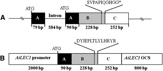 Schematic illustration of K. daigremontiana native and chimeric functional KdLEC1 protein structures. A, KdLEC1 native genomic clone (1,233 bp). The A, B, and C domains are represented by black, gray, and white boxes, respectively. The dashed, small gray box located at the 3′ end of the B domain represents the KdLEC1 unique amino acids. KdLEC1 gene has a 20-nucleotide deletion in the C-terminal region of the B domain that caused the addition of 11 amino acids (SVPAPIQGHGG) and a premature stop codon (*) in the B domain, resulting in a truncated form of the LEC1 protein. B, Chimeric KdLEC1 functional protein. The second exon of KdLEC1 A domain plus B and C domains were inserted into the LEC1 expression cassette. In this construct, only the KdLEC1 B domain 3′ end unique sequence (SVPAPIQGHGG) was substituted by L1L 3′ end sequence (DYIEPLTLYLHRYR).