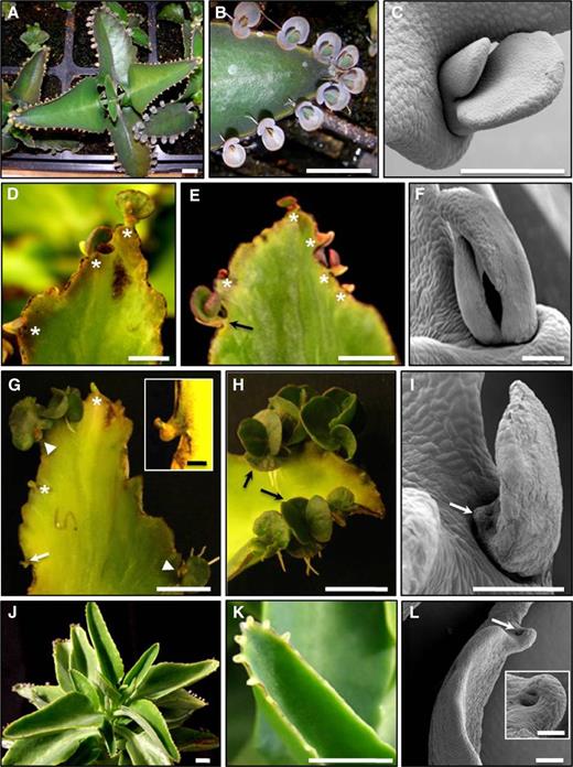 Phenotypic alterations of functional KdLEC1 transgenic plants. A, Nontransformed plant. B, Detail of a nontransformed leaf from A showing wild-type leaf plantlet development. C, SEM image of a wild-type plantlet developing on the leaf pedestal. D, Leaf of Kd2 transgenic plant showing reduced plantlet number (stars). E, Leaf of Kd4 transgenic plant with plantlets showing abnormal morphology or arrested development as well as anthocyanin accumulation (stars). Note that in rare cases, wild-type-looking plantlets were also formed (arrow). F, SEM image of an abnormal Kd4 transgenic plantlet. G, Kd5 transgenic leaf showing arrested (arrow and inset) or nonexistent plantlet development (empty pedestals, stars). In other plantlets, only one leaf was developed (arrowheads). H, Leaf of a Kd6 transgenic plant showing that few plantlets developed; however, of these, some were similar to wild-type plantlets (arrows). I, SEM image of a Kd5 transgenic plantlet showing aborted cotyledon-like leaf (arrow). J, Kd9 transgenic plant showing that pedestals were reduced in number and restricted to the tips of the leaves. K, Detail of a Kd9 transgenic leaf showing smooth leaf margins with empty pedestals at the tip of the leaf. L, SEM image of a Kd9 transgenic leaf showing empty pedestal (arrow and inset). Bars = 500 µm (SEM images) and 1 cm (others).