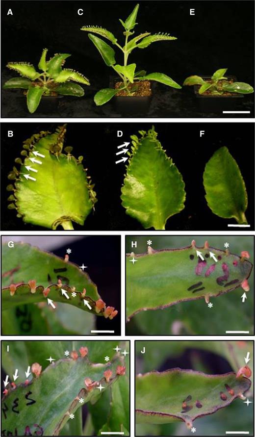 Effect of GA3 and uniconazole (GA3 inhibitor) on wild-type and functional KdLEC1 transgenic plants. A and B, Nontreated wild-type plant (A) and leaf (B), showing normal plant and plantlet (arrows) development. C and D, The wild type treated with 50 µm GA3, showing elongated plant (C) and plantlets (D). E to F, Wild-type plant treated with 30 µm uniconazole showing plant dwarfism (E) and no plantlet formation (F). G, Functional KdLEC1 Kd4 transgenic leaf without treatment. Most leaves formed arrested (stars) or morphologically abnormal plantlets (arrows) and empty pedestals (four-point star). H to J, Functional KdLEC1 transgenic leaves treated with 50 (H) and 100 μm (I and J) GA3. GA3 applications were not able to rescue abnormal (arrows) or arrested (stars) plantlet development. Bars = 5 cm (A, C, and E) and 1 cm (B, D, and F–J).