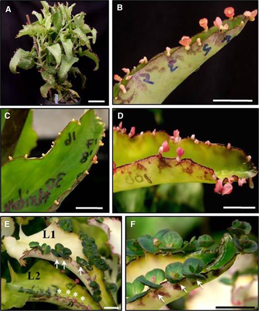 Effect of fluridone treatments on functional KdLEC1 transgenic leaves. A and B, Nontreated transgenic plant (A) and leaf (B) with abnormal or arrested plantlets. C to F, Functional KdLEC1 Kd2 transgenic leaves treated with 30 (C and D) and 100 μm (E and F) fluridone. Neither 30 nor 100 µm fluridone treatments could immediately rescue the dormancy phenotypes of plantlets. E, Fluridone treatment was able to break plantlet dormancy on newly formed leaves (L1, arrows), while no effect was observed on fluridone-treated preexisting leaves (L2, stars). F, Detail of another leaf similar to L1 leaf in E showing well-developed plantlets due to fluridone applications (arrows). Note the bleaching effect in these leaves caused by fluridone treatments. Bars = 1 cm (A–F).