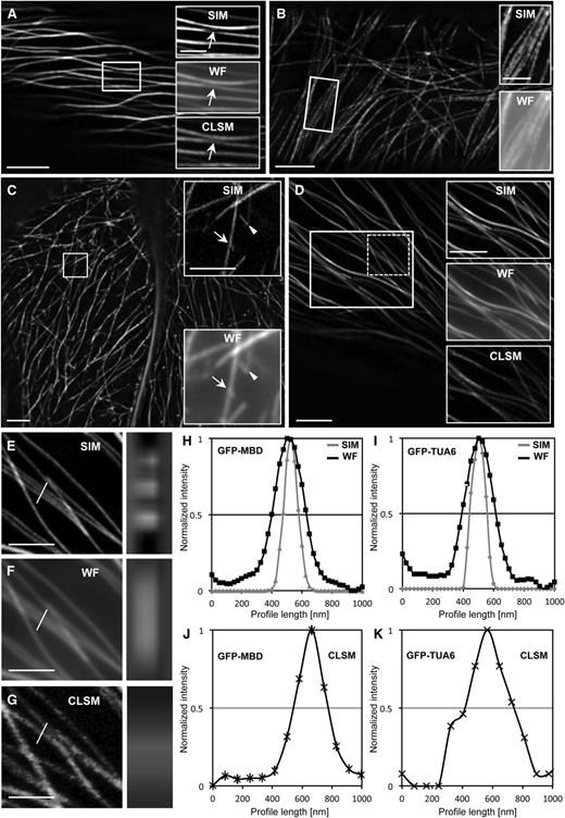 Comparison of SIM, WF, and CLSM in resolving fine details of cortical microtubule organization in hypocotyl epidermal cells of Arabidopsis expressing either GFP-MBD or GFP-TUA6 microtubule markers. A, Overview of bundled GFP-MBD-labeled microtubules in a hypocotyl epidermal cell of wild-type Arabidopsis (Supplemental Fig. S1A). The boxed area includes a loop within a bundle that is readily visible by SIM (top inset, arrow) but not by WF (middle inset, arrow; Supplemental Fig. S1B) or CLSM (bottom inset, arrow; Supplemental Fig. S1C). B, Overview and details of a cortical microtubule bundle in an epidermal cell expressing GFP-TUA6 (Supplemental Fig. S1D). The top inset shows the discontinuous incorporation of the tagged tubulin revealed by SIM, which is not discernible by WF (bottom inset; Supplemental Fig. S2, A–C). C, Overview and details of microtubule branch formation and release in a hypocotyl epidermal cell expressing the GFP-MBD microtubule marker (Supplemental Fig. S1F) acquired with a 63×, 1.40 NA oil-immersion objective. A nascent branch (top inset, arrow) and a newly released branch (top inset, arrowhead) are clearly visible by SIM but not by WF (bottom inset, arrow and arrowhead, respectively). D, Microtubule bundle complexity in a hypocotyl epidermal cell of the mpk4 mutant as visualized by SIM (Supplemental Fig. S1J). Such bundles (white boxed area) can be resolved in detail by SIM (top inset) but not by WF (middle inset) or CLSM (bottom inset). E to G, Details (left column) and orthogonal projection (right column) of three closely proximal microtubules (lines) from the dotted boxed area in D. By SIM (E; Supplemental Fig. S1J), the three microtubules are clearly separated as three fluorescent spots, while in the respective WF (F; Supplemental Fig. S1K) and CLSM (G; Supplemental Fig. S1L) images, the three microtubules appear as a fuzzy fluorescent area. H to K, Quantitative analysis of the resolution of individual GFP-MBD-labeled (H and J) or GFP-TUA6-labeled (I and K) microtubules by means of SIM and WF (H and I) or CLSM (J and K). The graphs represent averaged, coaligned, and normalized intensity profiles (as described in “Materials and Methods”) of individual cortical microtubules (n = 27 and 42 for SIM [GFP-MBD and GFP-TUA6, respectively], n = 27 and 42 for WF [GFP-MBD and GFP-TUA6, respectively], and n = 27 and 47 for CLSM [GFP-MBD and GFP-TUA6, respectively]). Bars = 5 μm (A–D) and 2 μm (insets in A–D and E–G).