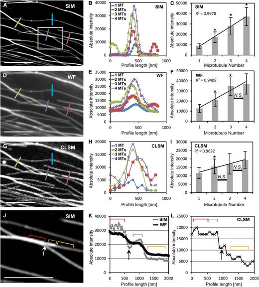 Quantitative analysis of GFP-MBD-labeled cortical microtubule bundles by means of absolute fluorescence intensity comparing the resolution capacity of SIM, WF, and CLSM. A to C, SIM overview (A; Supplemental Fig. S4A) of an area with microtubule bundles with different microtubule numbers (one, blue line; two, red line; three, green line; and four, purple line) quantified by means of fluorescence intensity profiling (B) corresponding to the colored lines in A and quantitative evaluation of microtubule number per bundle (C; mean ± sd; R  2, linear correlation coefficient; *P < 0.001; n = 119, 99, 33, and 26 measurements for one, two, three, and four microtubules [MTs], respectively). D to F, The same area shown in A after WF acquisition (D; Supplemental Fig. S4B) with the representative (E) and the averaged (F) maximum fluorescence intensities (mean ± sd; *P < 0.001 comparing one with two and two with three microtubules; N.S., nonsignificant difference [P = 0.158 between three and four microtubules]; n = 119, 99, 33, and 26 measurements for one, two, three, and four microtubules, respectively). G to I, CLSM imaging (G; Supplemental Fig. S4C) of the same area depicted in A showing the representative (H) and the averaged (I) fluorescence intensities corresponding to increasing microtubule numbers per bundle (mean ± sd; *P < 0.001 comparing one with two microtubules; N.S., nonsignificant difference [P = 0.057 between two and three microtubules and P = 0.051 between three and four microtubules]; n = 119, 99, 33, and 26 measurements for one, two, three, and four microtubules, respectively). J to L, Detailed view (J) of the boxed area in A and the fluctuation of absolute fluorescence intensities along the longitudinal profile (represented by red, tan, and orange brackets in J; the white arrow points to a fluorescence intensity depression between the red and tan brackets) by SIM, WF (K), and CLSM (L). Brackets in K and L correspond to the fluorescence of the respective brackets in J. Note that the intensity along the red and tan brackets is well discriminated in SIM, declining incrementally (K), less discriminated in WF, declining nearly linearly (K), and not discriminated at all in CLSM (L). Black arrows in K and L correspond to the intensity drop marked with the white arrow in J. For clarity, the colored lines in A, D, and G, corresponding to the fluorescence intensity profiles plotted in B, E, and H, are twice as long as the actual profile length. Bars = 5 μm (A, D, and G) and 2.5 μm (J).