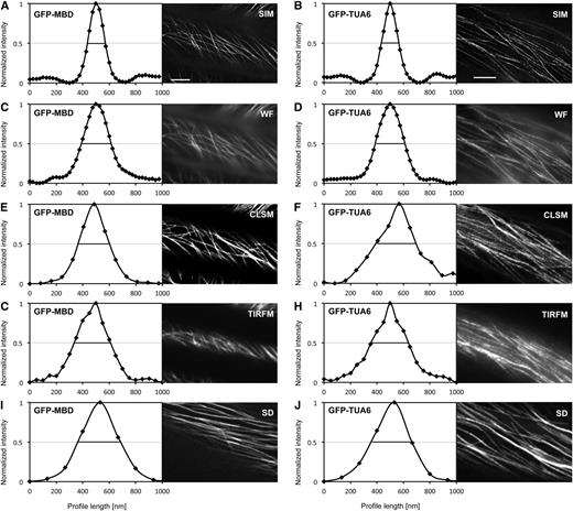 Resolution of individual cortical microtubules of Arabidopsis hypocotyl epidermal cells, labeled with GFP-MBD (A, C, E, G, and I) or GFP-TUA6 (B, D, F, H, and J), during time-lapse imaging with SIM (A and B), WF (C and D), CLSM (E and F), TIRFM (G and H), and SD (I and J). Scatterplots represent averaged weighted profiles of many individual microtubules. A and B, Resolution of individual cortical microtubules labeled with GFP-MBD (A; n = 40) and GFP-TUA6 (B; n = 71) after SIM imaging. C and D, Resolution of individual cortical microtubules labeled with GFP-MBD (C; n = 40) and GFP-TUA6 (D; n = 71) after WF imaging. E and F, Resolution of individual cortical microtubules labeled with GFP-MBD (E; n = 41) and GFP-TUA6 (F; n = 43) after CLSM imaging. G and H, Resolution of individual cortical microtubules labeled with GFP-MBD (G; n = 41) and GFP-TUA6 (H; n = 47) after TIRFM imaging. I and J, Resolution of individual cortical microtubules labeled with GFP-MBD (I; n = 54) and GFP-TUA6 (J; n = 83) after SD imaging. Black lines are positioned to a normalized fluorescence intensity (0.5) corresponding to the FWHM of each respective curve. Bars = 5 μm.