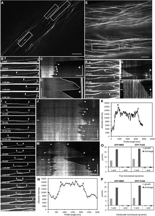 Independent and intrabundle dynamics of GFP-MBD- and GFP-TUA6-labeled cortical microtubules visualized by SIM. A to C, Overview of a hypocotyl epidermal cell expressing the GFP-MBD microtubule marker during time-lapse imaging with SIM (A), selected stills of a free microtubule visible at both ends (right boxed area in A; B), and respective kymograph of the same microtubule exhibiting short-length transitions of growth and shrinkage (arrowheads; C). D, Kymograph representing the dynamics of a free cortical microtubule (corresponds to Supplemental Fig. S6, A and B; Supplemental Video S1) visible at one end showing smooth, uninterrupted growth (solid lines) and shrinkage (catastrophe; dotted line). E to G, Overview of a hypocotyl epidermal cell expressing the GFP-TUA6 microtubule marker (E), selected stills of a fully visible independent microtubule (boxed area in E; F [arrowheads point to the plus end]; Supplemental Video S2), and respective kymograph showing dark and bright striations owing to the inhomogenous incorporation of GFP-TUA6 in the microtubule lattice (G). H, Another kymograph of a GFP-TUA6-labeled microtubule where minus-end behavior can be followed (corresponds to Supplemental Fig. S6, C and D). I, Selected stills of a microtubule growing within a bundle from the top right boxed area in A. J, The respective kymograph showing vigorous plus-end dynamics and short-length excursions in the plus end (arrowheads) and minimal dynamics at the minus end. K, Longitudinal fluorescence intensity profile along the bundle encompassing the microtubule tracked in I. L, Selected stills of a short intrabundle microtubule (arrowheads) selected from the left boxed area of A. M, The corresponding kymograph of the microtubule in L showing frequent and short-length transitions in the plus end (closed arrowheads) and dynamic instability at the minus end (open arrowheads). N, Longitudinal fluorescence intensity profile harboring the short intrabundle microtubule depicted in L. O and P, Graphs depicting average plus-end and minus-end growth and shrinkage rates reported for GFP-MBD- and GFP-TUA6-labeled extrabundle (O) and intrabundle (P) microtubules from the values summarized in Supplemental Tables S1 and S3 for free and intrabundle microtubules, respectively. All closed arrowheads point to plus ends and all open arrowheads point to minus ends. The time bars in kymographs are as follows: 127.85 s (C), 80 s (M), 60 s (J), 34.5 s (D), 30 s (G), and 10 s (H). + indicates microtubule plus ends and − indicates microtubule minus ends. Numbers in B, F, I, and L are in minutes:seconds.milliseconds. In all kymographs (C, D, G, H, J, and M), time evolution is from top to bottom. Bars = 5 μm (A and E), 2 μm (B, F, G, and L), 1 μm (C, D, I, J, and M), and 0.5 μm (H).