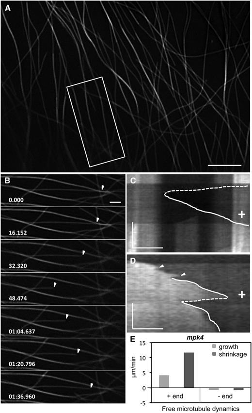 Overview of independent cortical microtubule dynamics of hypocotyl epidermal cells of the mpk4 mutant expressing the GFP-MBD fusion protein, as visualized by SIM and quantified accordingly. A to C, SIM overview (A), selected stills from the boxed area in A (B), and respective kymograph showing a shrinkage (C, dotted line) and a successive growth event (C, solid line). D, Another kymograph of a free-growing microtubule showing two growth phases with different rates (solid lines) interrupted by one catastrophe (dotted line). Arrowheads denote minor transitions. E, Graphic illustration of the plus-end and minus-end dynamics of free microtubules observed by SIM in hypocotyl epidermal cells of GFP-MBD-transformed mpk4 mutants as summarized in Supplemental Table S1. The time bars in C and D represent 60 s. + indicates microtubule plus ends. Numbers in B are in minutes:seconds.milliseconds. In the kymographs (C and D), time evolution is from top to bottom. Bars = 5 μm (A), 2 μm (B), and 1 μm (C and D).