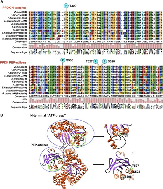 Locations of the four phosphorylation residues in the primary sequence and the three-dimensional structure of C4PPDK. A, Alignment of the PPDK N terminus and PEP-utilizer domain sequences using the CLC Main Workbench 5.1 software (http://www.clcbio.com). Individual residues are color coded based on software default parameters. A high degree of conservation is evident in the regions corresponding to these two motifs of PPDK. Among the Ser and Thr residues, Thr-309 (N-terminal domain), Ser-506, Thr-527, and Ser-528 (PEP-utilizer domain) were the most conserved in green plants, protozoa, and bacteria. The sequence logo under each column represents the degree of amino acid conservation (0%–100%). CAM, Crassulacean acid metabolism. B, Three-dimensional cartoon depicting the backbone structure of C4PPDK (PDB identifier 1VBG). The blue dashed lines mark the N-terminal ATP-grasp domain and PEP-utilizer fold structures. The green solid lines mark the four phosphorylation sites.