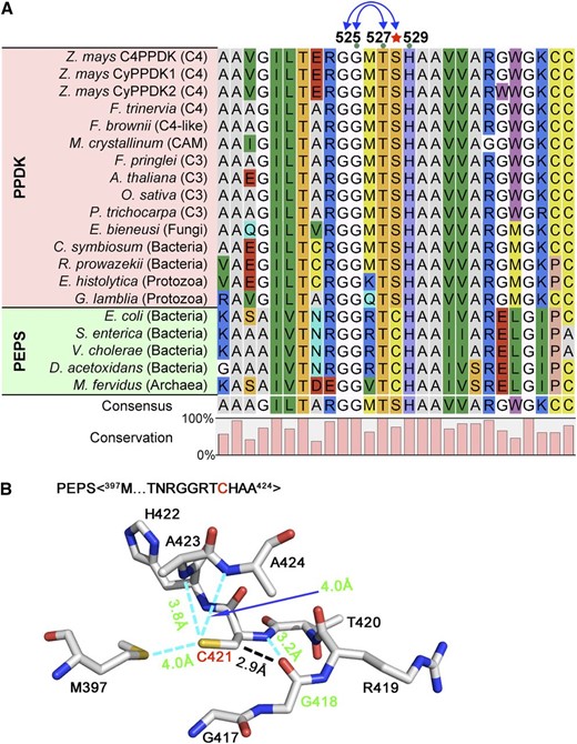 Mechanism of convergent evolution of H-bond formation in the PEP-utilizer domain of C4PPDK and PEPS. A, Alignment of primary sequences of C4PPDK and its homolog PEPS among different species. The H-bond-forming residues Gly-525 and Ser-528 are highly conserved, and Ser-528 (red star) is an evolutionarily conserved substitution of Cys by Ser. CAM, Crassulacean acid metabolism. B, Atomic structure of the PEPS sequence 397M…GGRTCHAA424 (PDB identifier 2OLS). Cyan dashed lines highlight the intermolecular H-bonds between Cys-421 and Gly-418 in PEPS, which were identified with the FindHBond extension in UCSF Chimera.