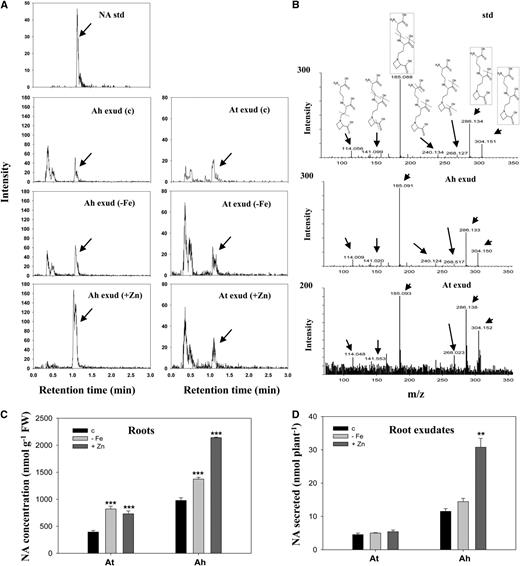 NA in roots and root exudates of A. halleri and A. thaliana. A, NA in root exudates of A. halleri (Ah exud) and A. thaliana (At exud) grown under control (c), iron deficiency (−Fe), and excess zinc (+Zn) conditions was determined using an NA standard (NA std) with UPLC-ESI-Q-TOF-MS. For excess zinc treatments, 10 μm and 100 μm zinc were supplemented into culture solutions of A. thaliana and A. halleri, respectively. B, Tandem mass spectrums (MS/MS) of the identified NA peak in root exudates of A. halleri and A. thaliana are shown compared with the NA standard. The proposed fragmentation pathway of NA is represented with dotted lines. Structures in dotted lines are identified in Table I and Supplemental Table S2. C and D, NA concentrations in roots (C) and root exudates (D) of A. thaliana (At) and A. halleri (Ah) grown hydroponically under the control, iron deficiency, and excess zinc conditions. Seven-day-old hydroponically grown plants were transferred to treatments for 12 d. Data are the mean ± sd of four replicates with three technical repeats. Asterisks denote significant differences compared with the control treatment. **P < 0.01 and ***P < 0.001 by the Student’s t test. FW, Fresh biomass.