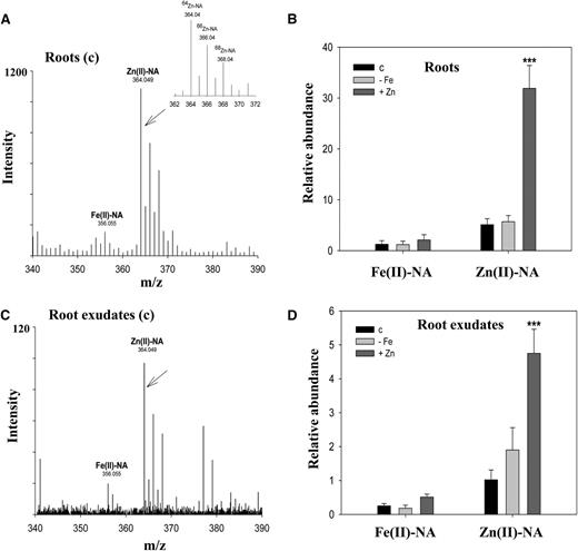 Secreted NA forms stable complexes with Zn(II). A, Metal-NA speciation analysis in A. halleri roots. B, Relative abundances of the identified complexes in A. halleri roots were obtained with normalized peak areas of the complexes using an internal control. C, Root exudates collected from the control (c) treatment revealed Zn(II)-NA and Fe(II)-NA complexes at 364.049 and 356.055 m/z, respectively, in UPLC-ESI-Q-TOF-MS in ESI negative mode. D, Relative abundances of the identified complexes in A. halleri root exudates were obtained with normalized peak areas of the complexes using an internal control. Leu enkephalin (0.2 ppm) was used as an internal control. Samples were collected from the control (c), iron deficiency (−Fe), and excess zinc (+Zn) treatments for 12 d. Data are the mean ± sd of four replicates with three technical repeats. Asterisks denote significant differences compared with the control treatment. ***P < 0.001 by the Student’s t test.