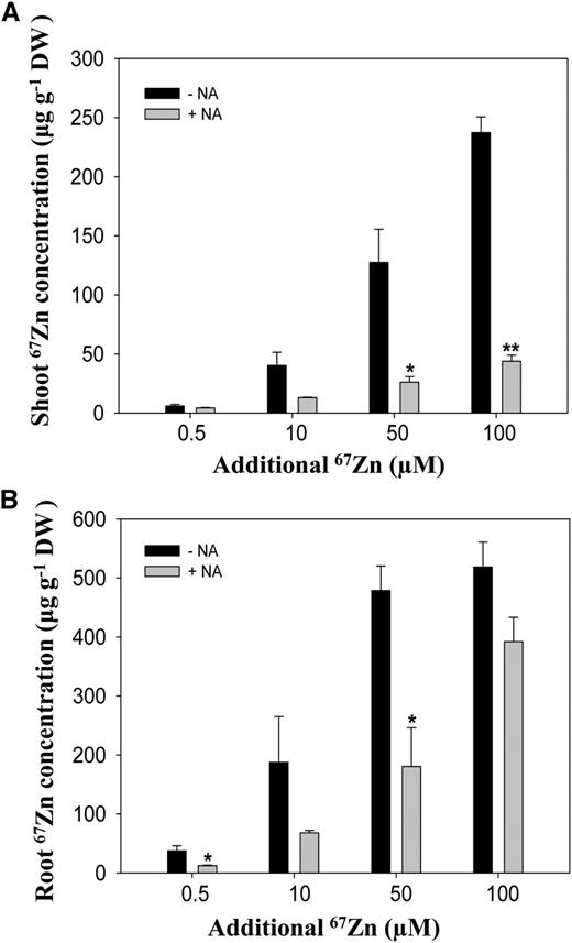 Exogenous supply of NA and zinc uptake. A and B, The concentrations of 67Zn, a stable isotope of zinc, in shoots (A) and roots (B) of A. thaliana grown hydroponically under excess zinc treatments at the indicated concentrations supplied with 50 μm NA (+NA) or without NA (−NA) were determined using HR-ICP-MS. The samples were collected after treatment for 24 h. Data are the mean ± sd of four replicates with four pooled plants each. Asterisks denote significant differences compared with no NA treatment. *P < 0.05 and **P < 0.01 by the Student’s t test. DW, Dry biomass.