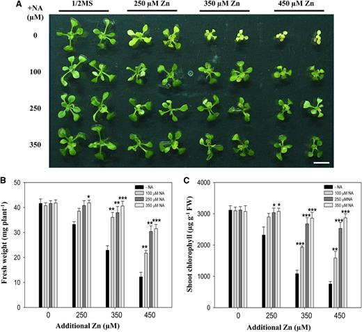 Supplying NA affects zinc tolerance in A. thaliana. A, Phenotypes of A. thaliana plants grown under 250, 350, or 450 μm excess zinc treatments supplemented with the indicated concentrations of exogenous NA. Four-day-old A. thaliana seedlings grown in one-half-strength Murashige and Skoog medium were treated for 10 d. Bar = 1 cm. B and C, Fresh biomass (B) and shoot chlorophyll contents (C) of the A. thaliana plants described above were determined with a mean ± sd of four replicates with five pooled plants each. Asterisks denote significant differences compared with the treatment without NA (−NA), *P < 0.05; **P < 0.01; and ***P < 0.001 by the Student’s t test.