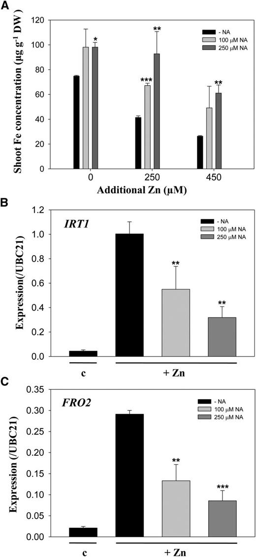 Iron concentration and expression of IRT1 and FRO2 in A. thaliana grown with NA. A, Shoot iron concentrations in A. thaliana plants grown as described in Figure 6. Data are the mean ± sd of three replicates with eight to 15 pooled plants each. Asterisks denote significant differences compared with no NA treatment (−NA). B and C, Transcript levels of IRT1 (B) and FRO2 (C), relative to ubiquitin-conjugating enzyme21 (UBC21), in A. thaliana roots were determined by qRT-PCR. Root samples were collected from 10-d-old A. thaliana seedlings and treated with one-half-strength Murashige and Skoog medium (c) or 250 μm excess zinc (+Zn) without (−NA) or with 100 or 250 μm NA for 3 d. Data are the mean ± sd of three replicates with five pooled plants each. Asterisks denote significant differences compared with the treatment without NA. *P < 0.05; **P < 0.01; and ***P < 0.001 by the Student’s t test.