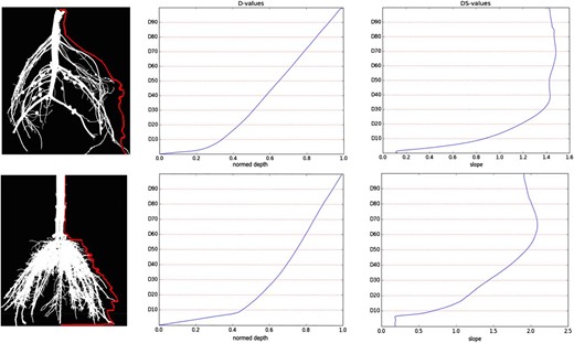 Image masks overlaid with the width profile (red) and the corresponding cumulative width and slope function from which the D and DS values are calculated. Top, Cowpea root. Bottom, Maize root. Note that the width profile does not have to match the outline of the root, because the outline is not always symmetric to a vertical and straight line. It is also visible in the cumulative curve that the D values are robust to single roots sticking out of the crown.