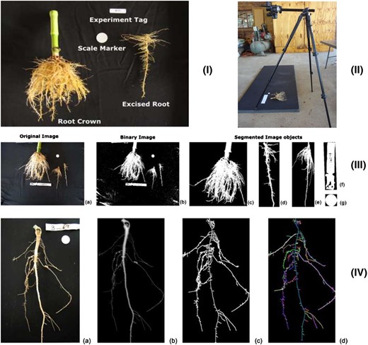 I, Imaging board on the example of a maize root. The experiment tag is used to capture an experiment number, and the scale marker allows the correction of camera tilting and transforming image coordinates into metric units. II, Camera mounted on a tripod placed on top of the imaging board coated with blackboard paint. Note that images were taken with protection against direct sunlight not shown in the image. III, Example of the segmentation of the original image into a binary image and then into a series of image masks that serve as input to estimate traits for monocot and dicot roots. The sample is that of a maize root, 40 d after planting at the URBC. IV, The imaging pipeline for dicot roots and sparse monocot roots: Original image on the imaging board (a), derived distance map where the lighter gray level represents a larger diameter of the imaged object (b), medial axis includes loops (c), and loop RTP with a sample of the root branching structure (d). Colors are randomly assigned to each path. The sample is that of a cowpea root, approximately 30 d after planting at the URBC.