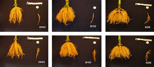 Examples of maize genotypes selection from the Wisconsin diversity panel. The figure shows increasing root system width and shovelomics angle from left to right. The top row shows the complete root crown, and the bottom row shows the root crown with brace roots removed to reveal the crown roots. All six images show a selected representative nodal root at the right of the root crown.