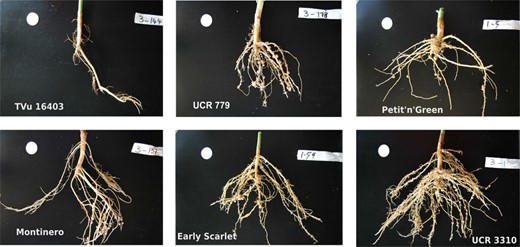 Six examples from the cowpea diversity panel. Different root architectures in mature cowpea with the genotype denoted in each image are illustrated.
