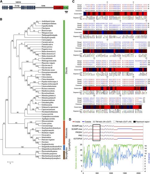 Land plant Loop phylogeny and structure. Bioinformatic analyses of land plant Loop sequences. A, Diagram of the predicted DEK1 structure. Bar represents the length of 100 amino acids. B, Phylogenetic analysis of land plant Loop sequences. The Loop sequences cluster in four major phylogenetic groups corresponding to bryophytes, lycophytes, monocots, and dicots. C, Alignments between the bryophyte and lycophyte (group 1), monocot (group 2), and dicot (group 3) Loop consensus sequences showing the absolutely conserved positions and the degree of sequence conservation (red = 100% conserved positions/regions) using CLC Genomic Workbench to visualize the result. D, Consensus prediction of P. patens DEK1 membrane protein topology suggests the Loop (black lined box) to be localized at the cytoplasmic side of the plasma membrane. The topologies are predicted by the individual TOPCONS methods (SCAMPI-seq, SCAMPI-msa, PRODIV, PRO, and OCTOPUS), predicted Z-coordinates, and predicted Gibbs free energy values across the sequence. TM, Transmembrane.
