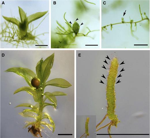 Gametophore development in the wild type, dek1Ɗloop, and Ɗdek1. A, Young wild-type gametophore grown on BCD medium. B, Young dek1Ɗloop gametophore grown on BCD medium. C, Arrested Ɗdek1 bud grown on BCD medium. D, Mature wild-type gametophore with differentiated sporophyte cultivated under the sporophyte-production conditions on soil block. E, Mature dek1Ɗloop gametophore cultivated under the sporophyte production conditions on soil block (the lower left sector shows the same mutant gametophore in the scale comparable to the wild-type gametophore in D). The arrow points to the Ɗdek1 bud, whereas arrowheads point to the filamentous protrusions formed on the dek1Ɗloop gametophore stem. Bar = 500 µm.