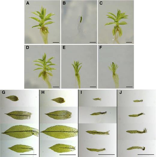 Gametophore development in the wild type and dek1Ɗloop complementation lines. A, Wild-type gametophore. B, dek1Ɗloop Gametophore. C, PpLoop-dek1Ɗloop complemented with the Loop coding sequence from P. patens showing the wild-type phenotype. D, MpLoop-dek1Ɗloop complemented with the Loop coding sequence from M. polymorpha. E, AtLoop-dek1Ɗloop complemented with the Loop coding sequence from Arabidopsis. F, ZmLoop-dek1Ɗloop complemented with the Loop coding sequence from maize. G to J, Isolated phyllids from the apical, subapical, middle, and basal part of the gametophores. G, Wild type. H, MpLoop. I, AtLoop. J, ZmLoop. Bar = 1 mm in A to F; 500 µm in G to J.