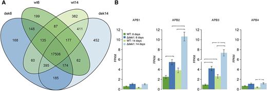 Transcriptome comparison between the wild type and Ɗdek1. A, Venn diagram representing the number of detected transcripts with a FPKM > 1 in the two strains (the wild type and Ɗdek1) at the two time points (6 and 14 d). B, Expression of AP2-type transcription factors APB1, APB2, APB3, and APB4. The height of the bars corresponds to the reported FPKM, and the error bars represent the se (n = 3). Asterisks indicate significance based on the adjusted P value (**P < 0.01 and ***P < 0.001). WT, Wild type.