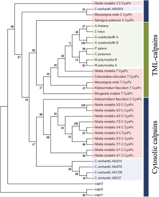 Phylogenetic analysis of streptophyte and representative chlorophyte CysPc sequences. The CysPc sequences were aligned with MAFFT (version 7.058b). The tree was constructed using RAxML with 1,000 bootstrap replicates using the WAG model with γ-distributed rate heterogeneity. TML calpains cluster in a separate group from the cytosolic calpains. Land plant sequences are highlighted in green, and charophyte and chlorophyte algae sequences are in red and blue, respectively. Cytosolic rat calpains are indicated by capn1 to capn3.