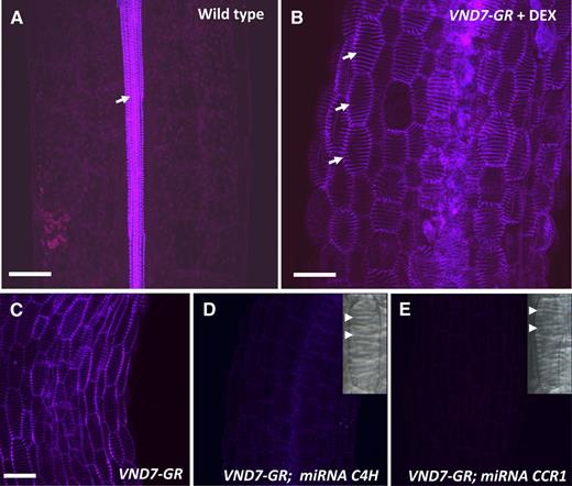 Lignin autofluorescence in secondary cell walls of endogenous and VND7-induced Arabidopsis seedling TEs. A, In a control, uninduced, 10-d-old Arabidopsis hypocotyl, only protoxylem TEs (arrow) emit autofluorescence when excited by UV light. B, In an Arabidopsis hypocotyl carrying VND7-VP16-GR, after induction with DEX, epidermal cells transdifferentiate into protoxylem TEs (arrows) and emit autofluorescence. C to E, UV autofluorescence of protoxylem TEs imaged under identical conditions in VND7-VP16-GR alone or in plants expressing both VND7-VP16-GR and artificial microRNAs targeting monolignol biosynthetic genes C4H (D) or CCR1 (E). Protoxylem TE differentiation and secondary cell wall (arrowheads) formation was not inhibited by constitutive expression of artificial microRNAs (insets in D and E). Maximum projection images of z-stacks are shown. Bars = 50 μm.
