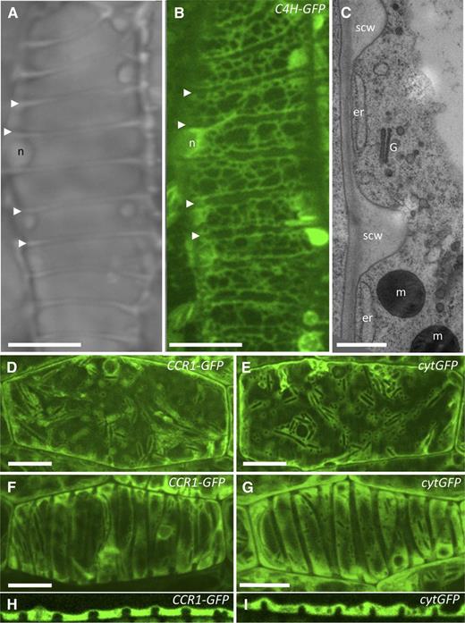 C4H-GFP and CCR1-GFP are localized between secondary cell wall domains during VND7-induced protoxylem TE differentiation. A, Bright-field image of a differentiating protoxylem TE induced in VND7-VP16-GR plants, showing secondary cell wall thickenings (arrowheads). B, Maximum projection image of optical sections through the same cell shown in A, in which C4H-GFP localization is observed in the ER network that is excluded below developing secondary cell walls (arrowheads) and is adjacent to primary cell wall domains. C, Transmission electron micrograph showing laminar ER, Golgi, and mitochondria in relation to secondary cell walls of root protoxylem TEs. D and E, Maximum projection images of optical sections showing cytoplasmic localization of CCR1-GFP (D) and cytGFP (E) in control hypocotyl epidermal cells of VND7-VP16-GR seedlings without DEX induction. F to I, After VND7-VP16-GR protoxylem TE induction for 24 h, both CCR1-GFP (F) and cytGFP (G) were predominately localized in the cytoplasm between the secondary cell wall thickenings and as shown in a single median optical slice in CCR1-GFP (H) and cytGFP (I). er, Endoplasmic reticulum; G, Golgi; m, mitochondria; n, nucleus; scw, secondary cell wall. Bars = 12 μm in A, B, and D to G; 500 nm in C.