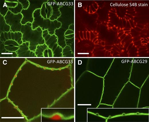 ABC transporters are evenly localized in plasma membranes during protoxylem TE differentiation in VND7-VP16-GR seedlings. A, Maximum projection image of cotyledon epidermal cells undergoing protoxylem TE differentiation, expressing GFP-ABCG33. B, Cellulose stain, Pontamine S4B, counterstained image of cells shown in A, highlighting secondary cell wall domains. C, Median optical slice of induced protoxylem TE, showing invaginations of GFP-ABCG33 (green), counterstained with Pontamine S4B (red) demonstrating secondary cell wall domains, with inset image of the optical cross section of one secondary wall thickening. D, Induced protoxylem TE from plants expressing GFP-ABCG29, with inset showing plasma membrane localization over primary and secondary wall domains. Bars = 15 μm.