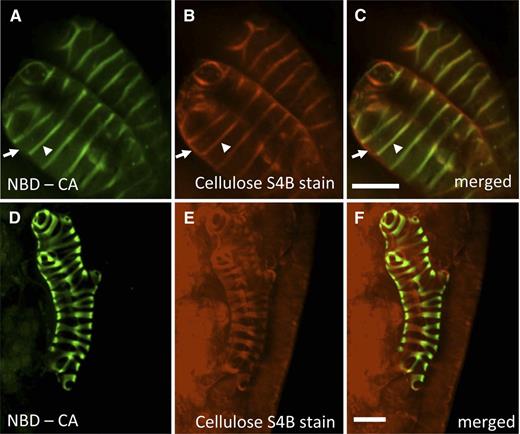 Mobility of monolignols in the apoplast: Fluorescently tagged monolignols are specifically incorporated into the secondary cell walls of VND7-induced protoxylem TEs. A, Green fluorescence of incorporated NBD-CA specifically in secondary cell walls (arrowhead) and not primary cell walls (arrows) of epidermal cells induced to transdifferentiate into protoxylem TEs. B, Cellulose-specific Pontamine S4B counterstained image of cells shown in A, demonstrating secondary cell walls (arrowhead) and primary cell walls (arrow). C, Merged image of A and B showing colocalization of signal in secondary cell walls. D, In an area in which only one leaf mesophyll cell differentiated into a protoxylem TE, exogenously added NBD-CA was specifically incorporated in secondary wall thickenings and not in the surrounding neighbors. E, Pontamine S4B counterstained image of protoxylem TE shown in D, demonstrating background stain of primary cell wall domains of surrounding leaf cells, and strong secondary cell wall domains in lone protoxylem TE. F, Merged image of D and E. Bars = 15 μm.