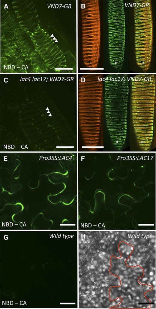 LACs are necessary and sufficient to direct lignin polymerization in Arabidopsis cell wall domains. A, Maximum projection image of hypocotyl epidermal cells induced to transdifferentiate into protoxylem TEs in VND7-VP16-GR seedlings, showing NBD-CA fluorescence in the secondary cell walls (arrowheads). B, VND7-induced protoxylem TE showing the following: i, cellulose deposition (Pontamine S4B stain); ii, whole mount immunolocalization of xylan (LM10 antibody); and iii, merged images. C, Maximum projection image of epidermal cells induced to transdifferentiate into protoxylem TE, in VND7-VP16-GR seedlings in lac4 lac17 double-mutant backgrounds showing that NBD-CA was not incorporated into the secondary cell walls (arrowheads). D, VND7-VP16-GR induced protoxylem TE in lac4 lac17 double mutants showing identical deposition patterns for the following: i, cellulose (Pontamine S4B stain); ii, xylan (LM10 immunolocalization); and iii, merged images, as observed in VND7-VP16-GR alone shown in B. E and F, Constitutive expression of LAC4 (E) or LAC17 (F) catalyzes lignin polymerization of NBD-CA in primary cell walls of cotyledon epidermal cells. G, Control wild-type cotyledon epidermal cells do not incorporate NBD-CA into their cell walls. H, Corresponding bright-field image of control wild-type cotyledons with one cell outlined. Bars = 25 μm.