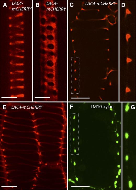 LAC4 localizes specifically to protoxylem TE secondary cell walls. A and B, LAC4 (LAC4-mCherry) localization in endogenous protoxylem (A) and metaxylem (B) TE from primary control roots. C, Median optical slice of an induced protoxylem TE, in hypocotyl epidermis, after 18 h of VND7-VP16-GR induction showing LAC4-mCherry localization, specifically in developing secondary cell walls. D, Higher magnification of developing secondary cell wall outlined in C. E, Maximum projection image showing that LAC4-mCherry localization persists in secondary cell walls after extended exposure to DEX and programed cell death. F, Immunolocalization of xylan (LM10 antibody) on a sectioned differentiating protoxylem TE showing identical deposition patterns as observed for LAC4-mCherry. G, Higher magnification of the developing secondary cell wall outlined in F. Bars = 5 μm in A and B; 12 μm in C to F.