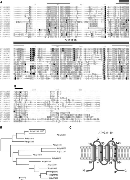 DUF1218-containing proteins. A, Alignment of Arabidopsis DUF1218-containing proteins. Predicted transmembrane domains are indicated by a black line on top of the sequence; Cys residues (black boxes) and hydrophobic residues (gray boxes) are highlighted. The phosphorylated Ser (Ser-177) identified by Hem et al. (2007) in AT4G31130 is indicated by a white box. B, Distance tree of DUF1218-containing proteins in Arabidopsis generated with the MEGA5 software. C, Transmembrane domains (I–IV) and protein topology for AT4G31130 predicted by TMpred (Hofmann and Stoffel, 1993). The DUF1218 domain includes transmembrane domains II to IV. Asp (D) and Met (M) residues in the fourth transmembrane domain, Cys (C) residues in both transmembrane and extracellular domains, and the phosphorylated Ser-177 (S*) are indicated.