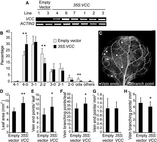 VCC overexpression increases the complexity of vein networks in cotyledons and first leaves. A, RT-PCR analysis of VCC expression in Col-0 plants transformed with either an empty vector or the pCaMV35S:VCC construct (35S:VCC). cDNA was obtained using 1 μg of RNA, and 2 μL of RT product was used as a template in a 25-μL volume reaction. Twenty-five PCR cycles were performed to amplify VCC. ACTIN2 was used as a control. B, Distribution of vein complexity patterns in pCaMV35S:VCC and plants transformed with an empty vector. T2 embryos from seven T1 lines transformed with an empty vector and nine T1 pCaMV35S:VCC lines were analyzed. For each line, between 100 and 200 individual cotyledons were examined. C, Dark-field image of a first rosette leaf from a 3-week-old Arabidopsis plant. For clarity, vein end points (white circles at left side) and vein branching points (black circles at right side) considered for vein complexity analysis are indicated in only half of the leaf blade. D, Quantitative analysis of first leaf area. E, Quantification of vein end points and branching points per leaf. F, Vein branching points per leaf. G, Ratio between vein end points and leaf blade area. H, Ratio between vein branching points and leaf blade area. In total, 12 and 28 first rosette leaves from T1 plants transformed with the empty vector and the pCaMV35S:VCC construct, respectively, were analyzed. For Student’s t test analysis, P < 0.05 (*) and P < 0.01 (**).