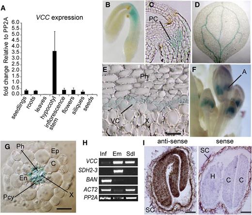 VCC expression pattern. A, Quantitative RT-PCR analysis of VCC transcripts extracted from rosette leaves, inflorescence stems, maturing green siliques, dry seeds, and roots. The expression of VCC was compared with PP2A. B to G, Histochemical staining to detect GUS activity in different tissues and organs of Col-0 plants transformed with pVCC:GUS. GUS activity was detected in procambial cells at the hypocotyl of mature embryos (B and C), cotyledon veins from germinated seedlings (D), the vascular cambium at the root-hypocotyl junction with secondary growth (E), anthers in floral buds (F), and cells within the root vascular cylinder, including phloem, xylem, and pericycle cells (G). H, RT-PCR of VCC transcripts from inflorescences bearing floral buds, open flowers, and developing siliques (Inf), torpedo embryos (Em), and 10-d-old seedlings (Sdl). To test for tissue contamination, transcripts of SDH2-3, which is specifically expressed in maturing embryos and dry seeds, and BAN, which is expressed exclusively in the seed coat, were also amplified. ACTIN2 (ACT2) and PP2A were used as loading controls. I, In situ hybridization of VCC transcripts on sections of developing seeds. VCC transcripts were detected using a specific antisense biotin-labeled probe, streptavidin-horseradish peroxidase, and metal-enhanced DAB. Positive detection of VCC transcripts is revealed by brown precipitates. No signal was detected with a sense biotin-labeled RNA probe (negative control). A, Anther; C, cortex; Ct, cotyledon; En, endodermis; Ep, epidermis; H, hypocotyl; PC, procambium; Pcy, pericycle; Ph, phloem; SC, seed coat; VC, vascular cambium; X, xylem. Bars = 100 μm (E), 20 μm (G), and 50 μm (I).