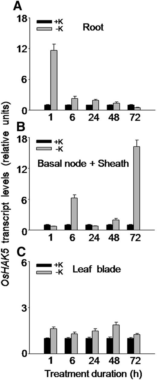 Effect of K deficiency on the transcriptional expression of OsHAK5 in rice. Ten-day-old rice seedlings (cv Nipponbare) were grown in IRRI solution for 2 weeks and then transferred to K-sufficient (1 mm K; +K) and K-deficient (0 mm K; −K) solutions for the indicated durations. Total RNAs were isolated from roots, basal node and sheath, and leaf blades of the seedlings, and OsHAK5 transcript levels were determined by qRT-PCR. A housekeeping gene, ACTIN (OsRac1; accession no. AB047313), was used as an internal standard. Error bars indicate se of three biological replicates (n = 3). All the primers are listed in Supplemental Table S2.
