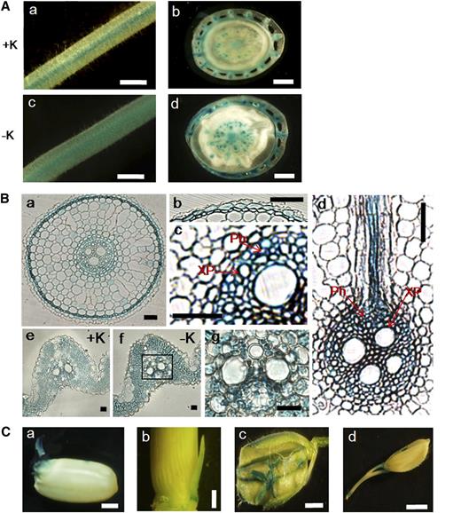 Tissue-specific localization of OsHAK5 in the root and shoot of rice using the GUS reporter driven by the OsHAK5 promoter. Rice was transformed with OsHAK5 promoter:GUS. A, GUS activity was detected in root (a; root hair zone) and root-shoot junction (b; the outer layer is the leaf sheath) of rice grown in solution containing 1 mm K or in root (c) and root-shoot junction (d) after 6 h of K deprivation. Bars = 1 mm. B, GUS staining of the cross sections of root and leaf blade observed by dissection microscopy. a to d, Root cross sections of rice after 6 h of K starvation: a, root cross section (approximately 3.5 cm from root tip); b and c, enlarged epidermis and stele, respectively, of a; and d, cross sections of stele and cortex at the lateral root branching zone. e and f, Cross sections of leaf blades of rice grown in 1 mm K (+K) and in K-depleted solution (−K) for 10 d. g shows a leaf vascular tissue (enlarged part of f). Ph, Phloem; XP, xylem parenchyma. Bars = 100 μm. C, GUS activity was detected in embryonic tissue (a), tiller bud (b), flower (c), and pedicel (d). Bars = 1 mm.