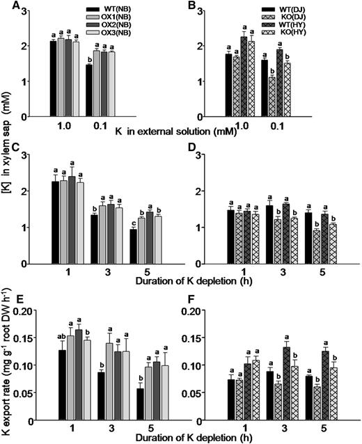 Effect of OsHAK5 expression level on K concentration and transport rate in the xylem sap of rice supplied with different concentrations of K in the culture solution. A, C, and E, OX lines and their wild types. B, D, and F, KO lines and their wild types. A to D, K concentration in the xylem sap. A and B, The seedlings were grown in IRRI solution containing 1 mm K for 8 weeks, then transferred to medium without K for 3 d and further transferred to either 1 mm K or 0.1 mm K solution for collecting xylem sap and K analysis after 1 h of partial shoot excision. C and D, The seedlings were grown in IRRI solution containing 1 mm K for 8 weeks, and then the excision procedure was repeated, but without prestarvation for K. The root with the stump was transferred to 0 mm K solution for up to 5 h. The xylem sap was collected for 1 h in two hourly intervals (i.e. during the first hour, the second to third hour, and the fourth to fifth hour, counting from removal of the K supply). E and F, K export rate in the xylem sap. After the end of xylem sap collection, the entire root system of each plant was excised and its dry weight was determined. The shoot excision, xylem collection, and calculation of K export rate are described in “Materials and Methods.” The abbreviated names of wild types and transgenic lines are as in Figure 4. Error bars indicate se (n = 5 plants). Significant differences from the wild type in each group (NB, DJ, or HY) are indicated by different letters (P < 0.05, one-way ANOVA).