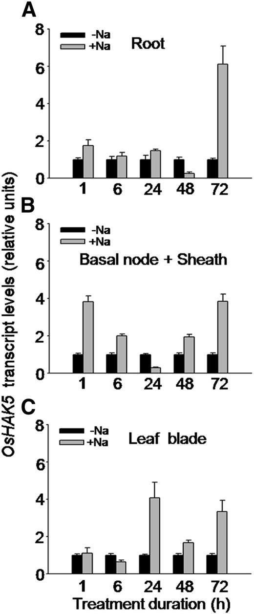 Effect of salt stress on the transcript level of OsHAK5 in rice. Ten-day-old rice seedlings (cv Nipponbare) were grown in IRRI solution for 2 weeks, then transferred to a control solution without salt (0 mm NaCl; −Na) or to a salt-enriched solution (100 mm NaCl; +Na) for the indicated durations. Total RNA was isolated from roots, basal node and sheath, and leaf blades of the seedlings, and OsHAK5 transcript levels were determined by qRT-PCR. A housekeeping gene, ACTIN (OsRac1; accession no. AB047313), was used as an internal standard. Error bars indicate se (n = 3 biological replicates). All primers are listed in Supplemental Table S2.