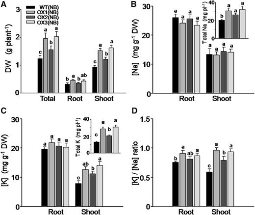 Effect of OsHAK5 overexpression on rice salt tolerance as indicated by biomass accumulation, K and Na accumulation, and the ratios of their concentrations. Ten-day-old seedlings were grown in IRRI solution containing 1 mm K for 3 weeks, then transferred to a solution containing additionally 100 mm NaCl and allowed to grow for 8 d. WT(NB), The wild type of cv Nipponbare; OX1 to OX3, three independent lines of OsHAK5-overexpressing plants of cv Nipponbare. Error bars indicate se (n = 5 plants). Significant differences from the wild type in each group are indicated with different letters (P < 0.05, one-way ANOVA).