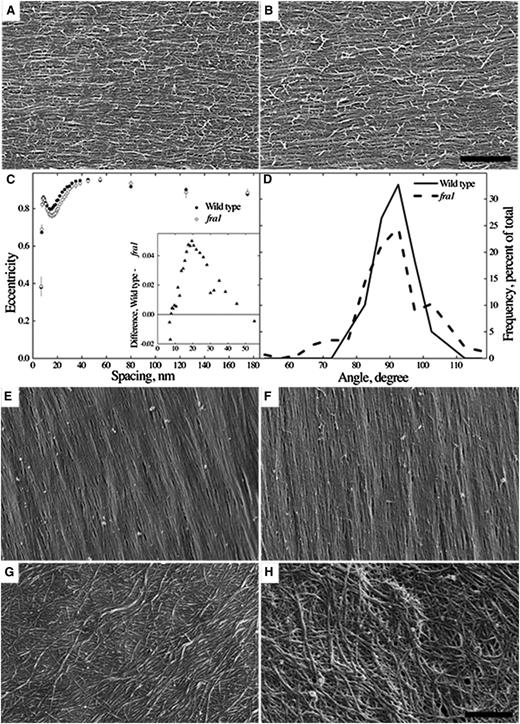 Cell wall organization. A and B, Representative images of the newly deposited cell wall layer in pith cells from the apical region of 4-week-old wild-type (A) and fra1-5 (B) inflorescence stems. Bar = 500 nm. C, Eccentricity of the Fourier transform as a function of spatial frequency. A value of 0 indicates complete radial symmetry, and a value of 1 indicates perfect alignment. Symbols plot means ± sem of four stems per genotype, with about 40 images per stem (approximately 150 images total per genotype). C, Inset shows the difference for the curves in C over a selected range of frequency. D, Distribution of the net orientation for the images used in C. Orientation per image was averaged for features between 30 and 60 nm. Homogeneity of variance is rejected with P < 0.001 using Levene’s test (Supplemental Methods S1). E to H, Representative images of cell wall organization in interfascicular fiber cells from the basal region of 4-week-old wild-type (E and G) and fra1-5 (F and H) inflorescence stems. Bar = 500 nm.