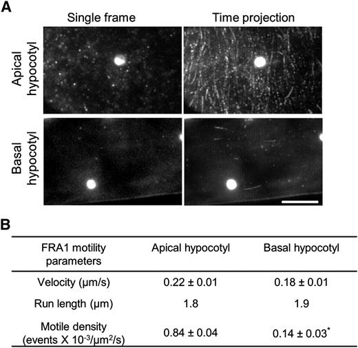FRA1 motility correlates with growth. A, FRA1-3GFP motility assessed from image sequences. In the time projection of 200 images, motile FRA1-3GFP puncta appear as linear tracks. The bright round structure in these images is a chloroplast imaged because of chlorophyll autofluorescence. Bar = 10 μm. B, Motile parameters of processive FRA1-3GFP puncta. Values are means ± sd (n = 174 and n = 55 molecules in apical and basal hypocotyls, respectively, from at least three seedlings). Asterisk, Significant difference between apical and basal hypocotyl as determined by Student’s t test (P < 0.01).