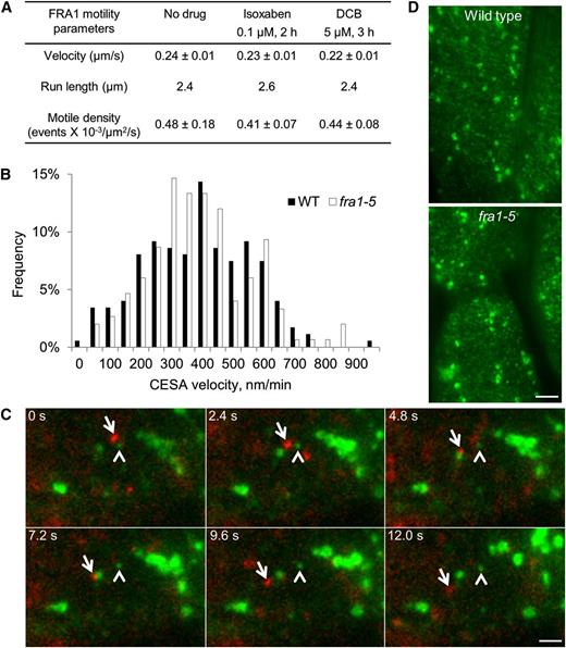 Relationship between FRA1 and CESA complexes. A, Motile parameters of processive FRA1-3GFP puncta in apical hypocotyl cells treated as indicated. Values are means ± sd (n ≥ 95 molecules from at least three seedlings). B, Distribution of the velocity of YFP-CESA6 at the plasma membrane. The average velocity of YFP-CESA6 is 409 ± 173 nm min−1 (n = 174 molecules) in the wild type and 430 ± 192 nm min−1 (n = 150 molecules) in fra1-5. C, Movement of FRA1-tdTomato (arrows) and YFP-CESA6-labeled vesicles (arrowheads) in hypocotyl epidermal cells. Bar = 2 μm. D, Images of plasma membrane-localized YFP-CESA6 particles in hypocotyl epidermal cells. The average particle density ± sd in the wild type (0.42 ± 0.05 μm−2, n = 10 cells) and fra1-5 (0.39 ± 0.06 μm−2, n = 11 cells) is not significantly different as determined by Student’s t test. Bar = 5 μm. WT, Wild type.