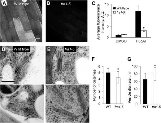 Secretion of pectin and endomembrane morphology. A and B, Representative fluorescence images in root elongation zone epidermal cells of 4-d-old seedlings incubated in Fuc-alkyne (FucAl) for 2 h and reacted with Alexa 488-azide. Bar = 10 µm. C, Quantification of the fluorescence for the experiment shown in A and B. Values are means ± sem (n ≥ 6 cells per seedling with nine seedlings per treatment from two experiments). Dimethyl sulfoxide (DMSO) is used as a solvent control. D and E, Representative images showing Golgi and vesicle morphology in protoxylem cells of the inflorescence prepared by high-pressure cryofixation. Bar = 500 nm. F and G, Quantification of the number of cisternae per Golgi body (n > 30 Golgi from three plants) and the diameter of Golgi-associated vesicles (n > 200 vesicles from three plants) in the wild type and fra1-5. Values are means ± sd. WT, Wild type; asterisk, significant differences between the genotypes as determined by Student’s t test (P < 0.001).