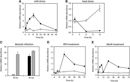Transcriptional regulation of ARACIN1 and ARACIN2. Relative abundance of ARACIN1 and ARACIN2 transcripts after cold stress (A), heat stress (B), B. cinerea infection (C), BTH treatment (D), and MeJA treatment (E) represented as fold change relative to wild-type/unstressed or mock-treated values and normalized against ARP7 (A, B, D, and E) or ELONGATING FACTOR1-α (EF1-α; C; see “Materials and Methods”). Data are the means ± se (n = 3). ARACIN1 and ARACIN2 transcript levels are represented by black bars/lines and gray bars/dotted lines, respectively. Bc loc, Local B. cinerea infection; Bc sys, systemic B. cinerea infection; ND, not detected.