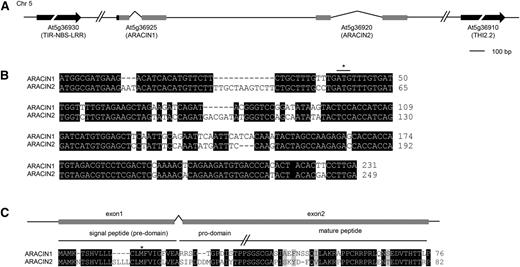 Sequence characteristics of ARACIN1 and ARACIN2. A, Genomic position and gene organization of ARACIN1 and ARACIN2. The 5′ region upstream of ARACIN1 that has a high sequence identity with the 5′ CDS of ARACIN2 is depicted by a black box. B, Sequence alignment of ARACIN1 and ARACIN2 revealing a 54-nt sequence upstream of the annotated start codon (asterisk) of ARACIN1 that is highly similar to the 5′ CDS of ARACIN2. C, Sequence alignment of the translated full-length ARACIN1 with the protein sequence of ARACIN2. The predicted signal peptide (SignalP 3.0; Emanuelsson et al. ,2007), the first Met according to the TAIR annotation (asterisk), the prodomain, and the highly conserved C-terminal domain (see further) are indicated, as well as the first and second exon. Identical and similar residues are shaded black and gray, respectively. Sequence data were retrieved from TAIR (TAIR10; http://www.arabidopsis.org/). TIR, Toll/Interleukin1 receptor; NBB, nucleotide-binding site; LRR, Leu-rich repeat.