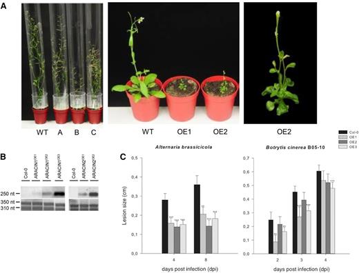 Expression analysis and phenotypes of the ARACINOE lines. A, Representative images of the ARACIN1OE and ARACIN2OE lines. Left, One 1-month-old wild-type (WT), one ARACIN1OE (A), and two ARACIN2OE (B and C) lines. Middle, One 4-week-old wild-type and two independent ARACIN2OE lines. Right, Enlarged image of a 4-week-old ARACIN2OE plant. B, Northern-blot analysis of the ARACIN1OE and ARACIN2OE lines. Top, ARACIN1 expression. Bottom, ACTIN expression level. C, Lesion sizes on leaves of wild-type plants and three independent ARACIN1OE lines measured several days after inoculation with A. brassicicola and B. cinerea strain B05-10. Data presented are the means of at least 50 lesions. Error bars represent 95% confidence intervals (n = approximately 50). For each assay, the average lesion diameter of wild-type and mutant plants were compared with a Student’s t test (*P < 0.05, **P < 0.01, and ***P < 0.001). The disease assays were done in duplicate, with similar results. Col-0, Ecotype Columbia; OE, overexpression.