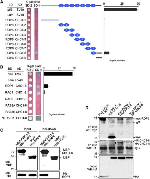 Interaction between CHC1 and ROP6. A, Dissection of functional domains of CHC1 required for interaction with ROP6. A series of truncated CHC1 proteins was tested for interaction with ROP6. The interaction strength was assessed by the β-galactosidase activity either on plates containing X-gal (80 μg mL−1; SD/-2/X-gal and SD/-4/X-gal) or by quantification assay. Values represent means ± se of interaction strength of three individual colonies of each interaction combination. Combinations of p53/SV40 and lam/SV40 served as positive and negative controls, respectively. B, Specificity of the interaction between CHC1 and ROP6. Homologs of ROP6 from L. japonicus were tested for potential interactions with CHC1-8. LjRAC1 showed weak interaction with ROP6. C, In vitro protein-protein interaction assay between CHC1-8 and ROP6. The positions of His-ROP6, MBP, and MBP-CHC1-8 are indicated. Proteins retained on the affinity resins were separated on SDS-PAGE and immunoblotted with HRP-conjugated anti-MBP antibody (top) or anti-His antibody (bottom). D, Coimmunoprecipitation of CHC1-8 and ROP6. Myc-tagged ROP6 and HA-tagged CHC1-8 or CHC2-8 proteins were coexpressed in N. benthamiana leaf epidermal cells. The combinations of ROP6 with the empty HA tag and CHC1-8 with empty myc tag served as negative controls. The input samples were probed with anti-HA antibody (bottom). Antimyc antibody was used for immunoprecipitation. The protein products were analyzed on western blots (WBs) using HRP-conjugated antimyc antibody (top) or anti-HA antibody (middle). SD/-2, SD/-Trp/-Leu; SD/-4, SD/-Trp/Leu/-His/-Ade.