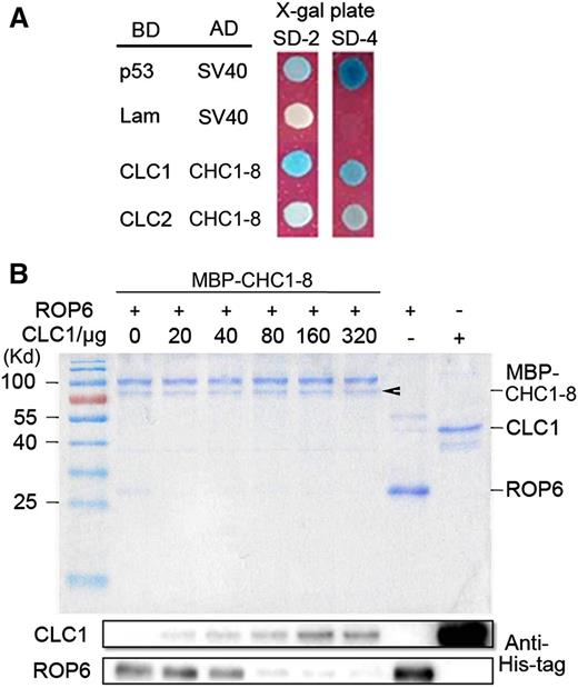 Competition of CLC with ROP6 for binding with CHC1. A, CHC1-8 interacted with CLCs CLC1 and CLC2. B, Competitive displacement of ROP6 from CHC1-8 by CLC1. The amount of His-ROP6 retained on MBP-CHC1-8 resins decreased as the concentration of His-CLC1 increased. Arrowhead indicates MBP-CHC1-8 protein purified with MBP resins. As positive controls, purified His-CLC1 and His-ROP6 were loaded to the right two lanes of the gel, showing the sites of CLC and ROP6 in western-blot analysis.